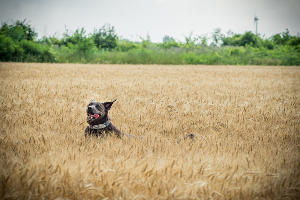 Best Chatham Kent Photographer